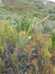 Aspalathus hirta hirta