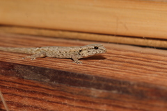 Lygodactylus verticillatus