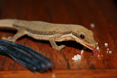 Phelsuma modesta leiogaster