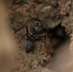 Camponotus parius
