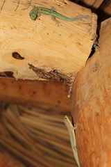 Phelsuma modesta leiogaster