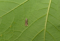 Phyllonorycter emberizaepenella