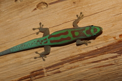 Phelsuma modesta leiogaster