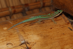 Phelsuma modesta leiogaster