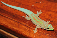 Phelsuma modesta leiogaster