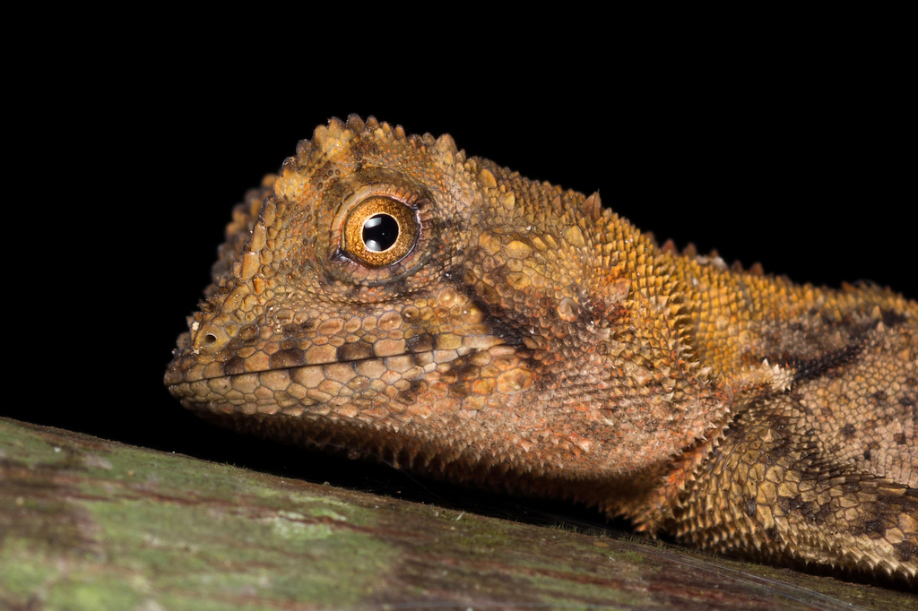 Phoxophrys