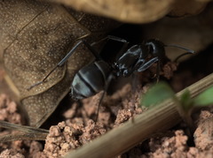 Camponotus parius