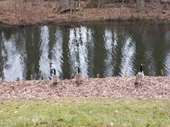 Branta canadensis