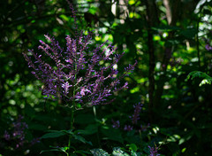 Odontonema callistachyum