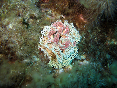 Frondipora verrucosa