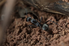 Camponotus parius