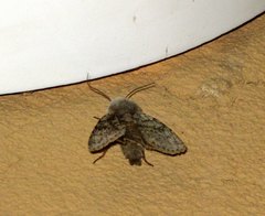Agrotis simplonia