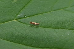 Phyllonorycter nicellii