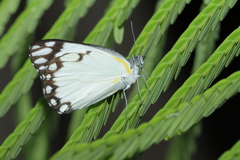 Belenois creona prorsus