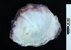 Hyotissa mcgintyi