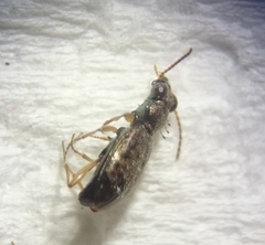 Asaphidion curtum