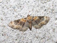 Eupithecia linariata