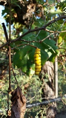 Prosopis strombulifera