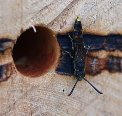 Monosapyga clavicornis