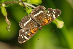 Anthanassa texana seminole