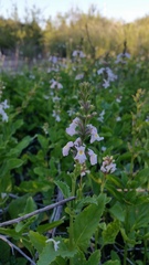 Pitraea cuneato-ovata