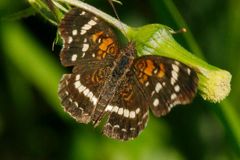 Anthanassa texana seminole