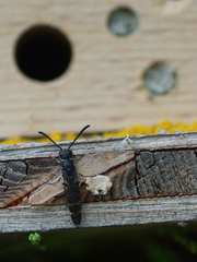 Monosapyga clavicornis