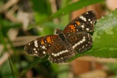 Anthanassa texana seminole