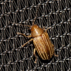 Colaspis pini