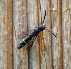 Monosapyga clavicornis