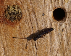 Monosapyga clavicornis