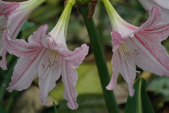 Hippeastrum reticulatum
