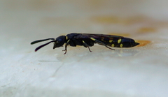 Monosapyga clavicornis