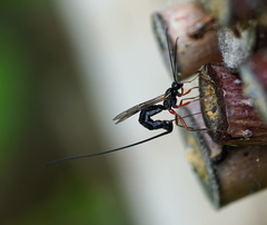 Ephialtes manifestator