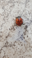 Coccinella septempunctata