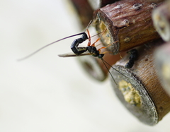 Ephialtes manifestator