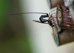 Ephialtes manifestator