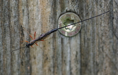 Ephialtes manifestator