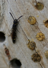 Monosapyga clavicornis