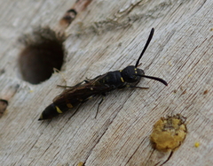 Monosapyga clavicornis