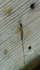 Ephialtes manifestator