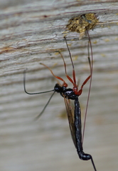 Ephialtes manifestator