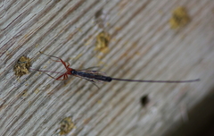 Ephialtes manifestator