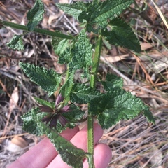 Stachys thunbergii