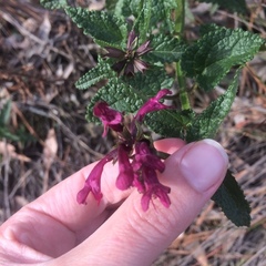 Stachys thunbergii