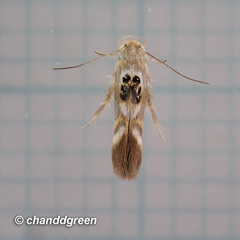 Hieromantis arcuata