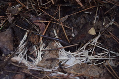 Plethodon ouachitae