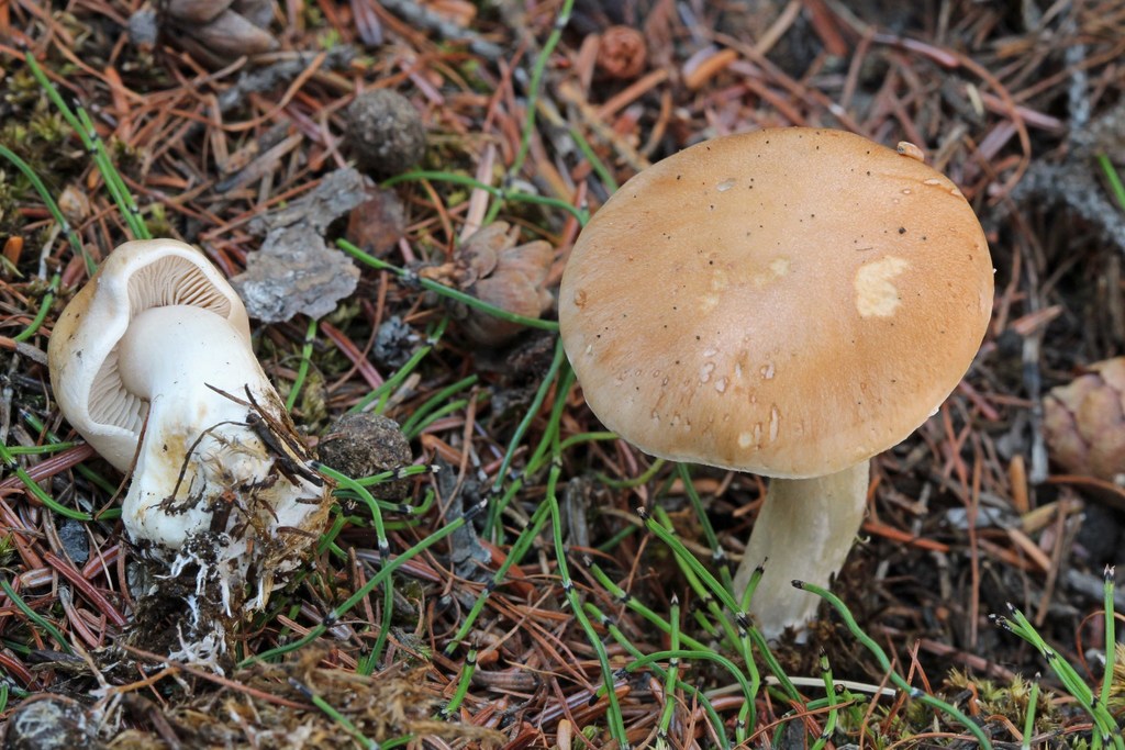 Hiemalia