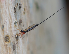 Ephialtes manifestator