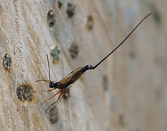 Ephialtes manifestator